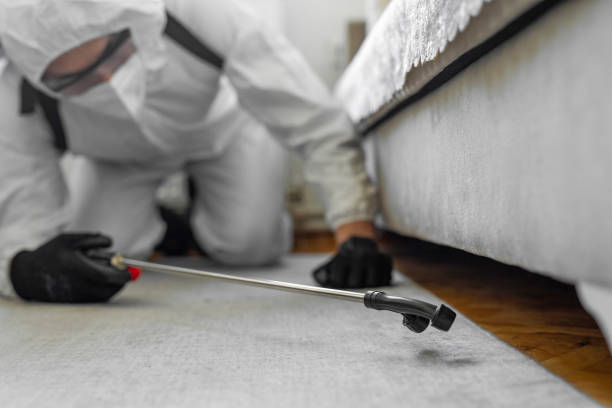 Professional Ant Control technician working in Plum Grove, TX